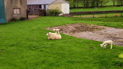 photo of a lamb standing on top of a ewe