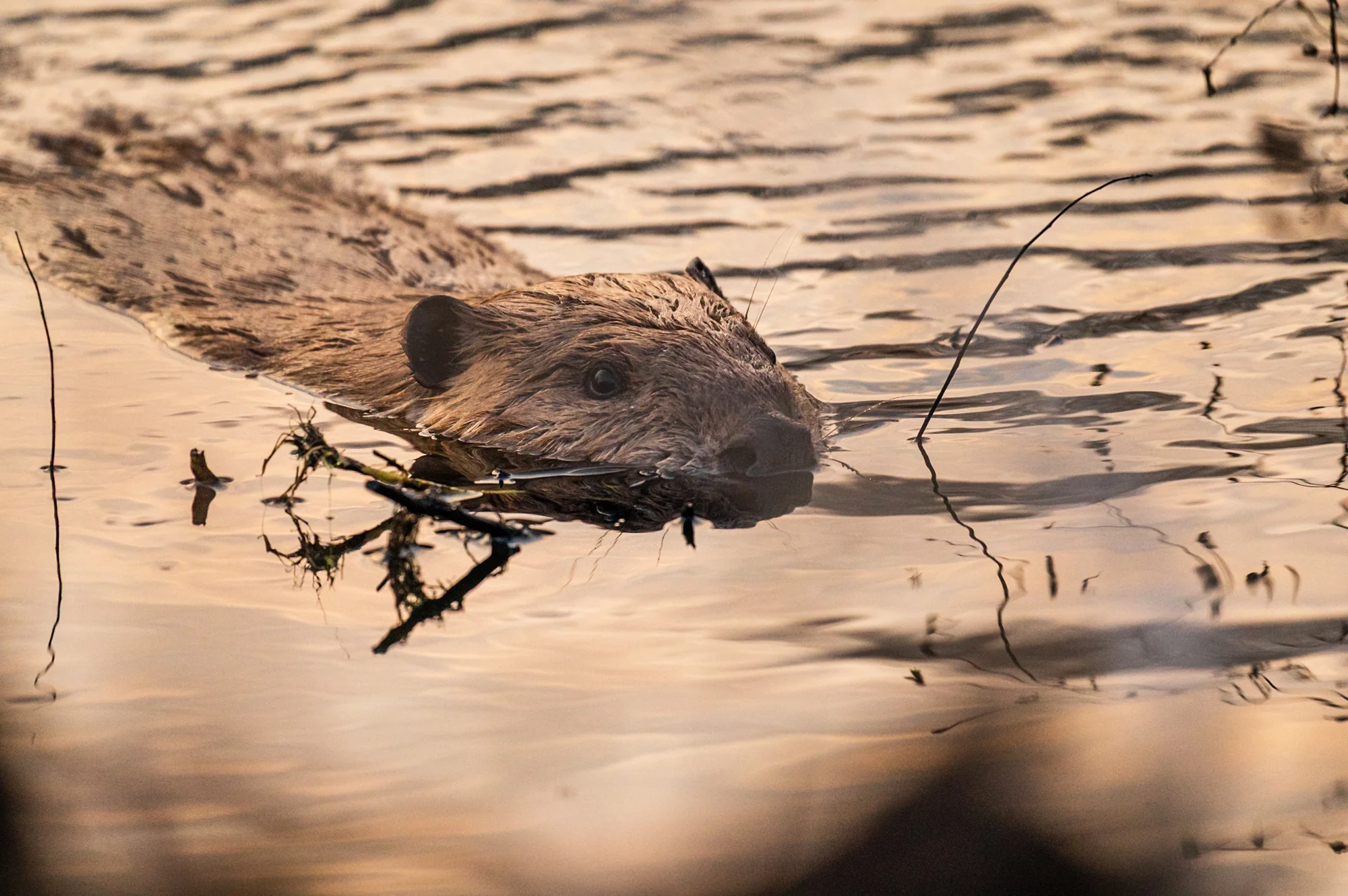 Beaver swimming in golden water, carrying vegetation