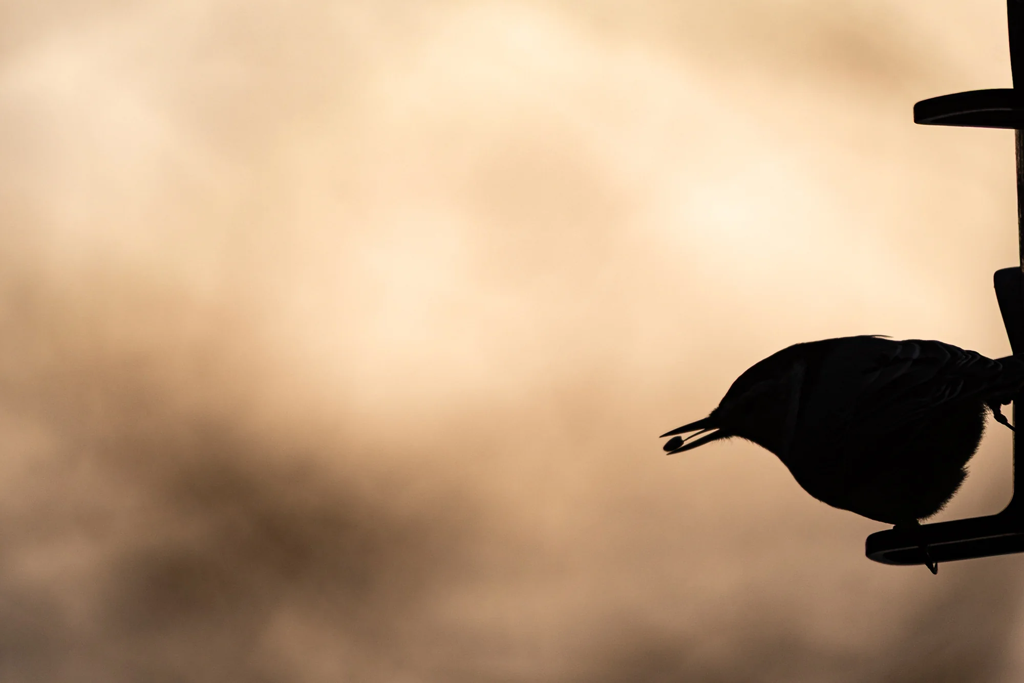 Small bird silhouetted at feeder against warm golden mist