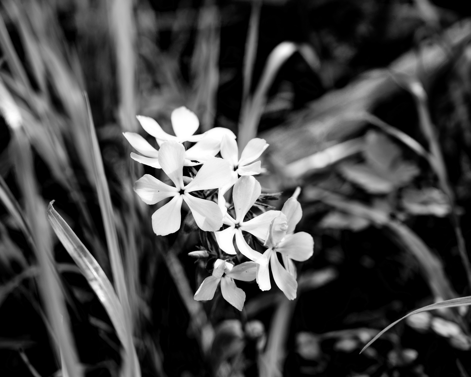 Fawn lilies — nature study