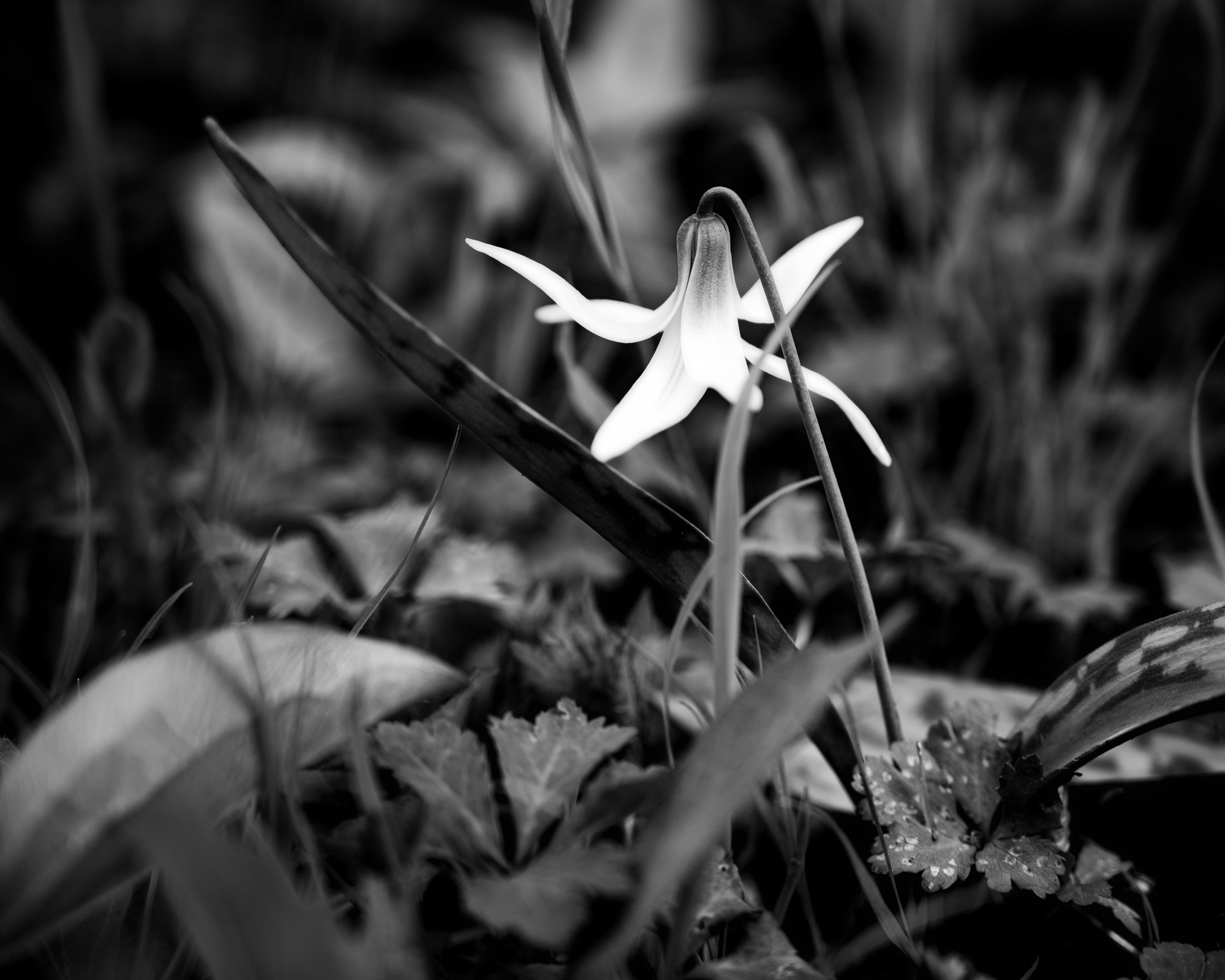 Botanical — nature study