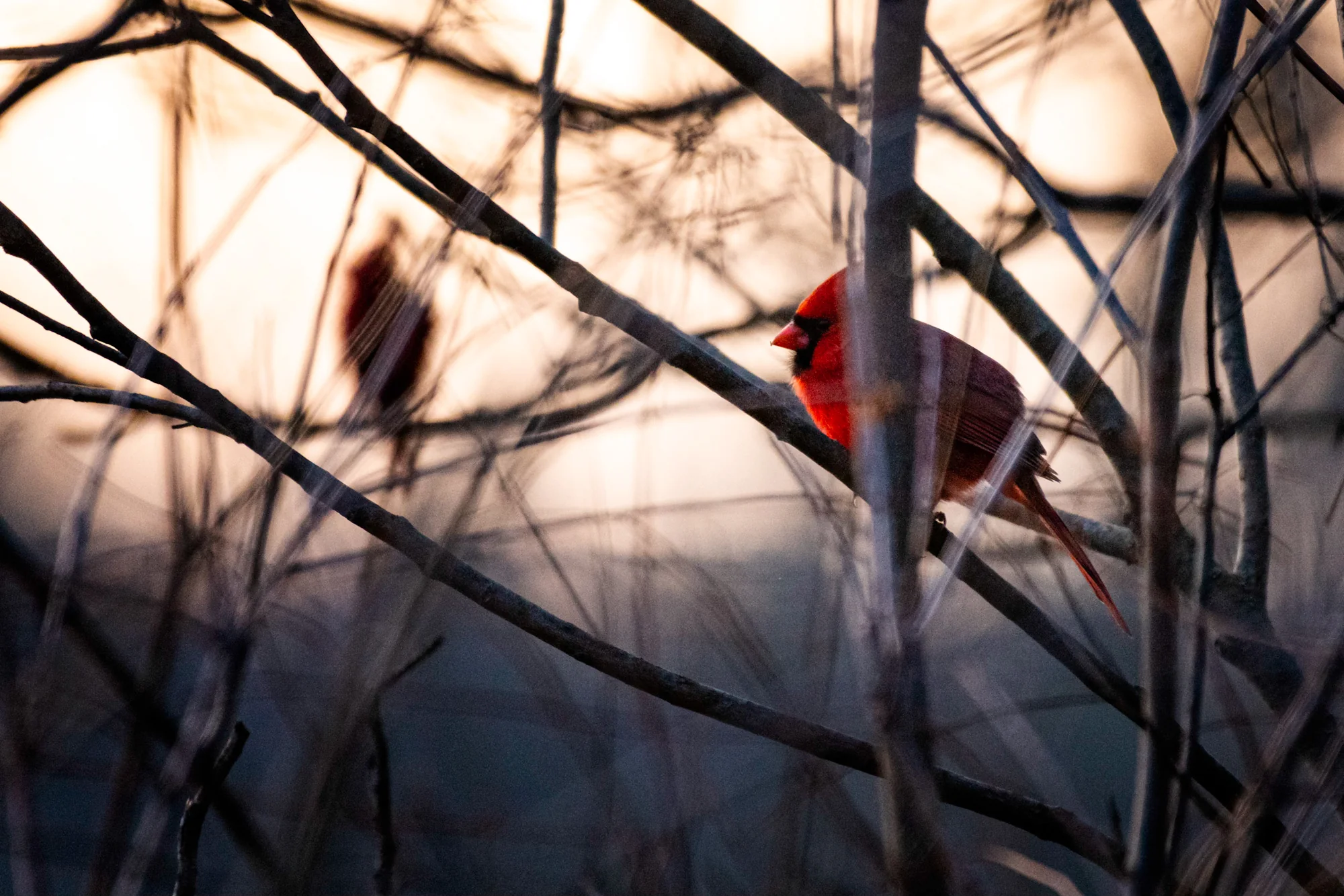 Male northern cardinal perched in bare branches at sunset