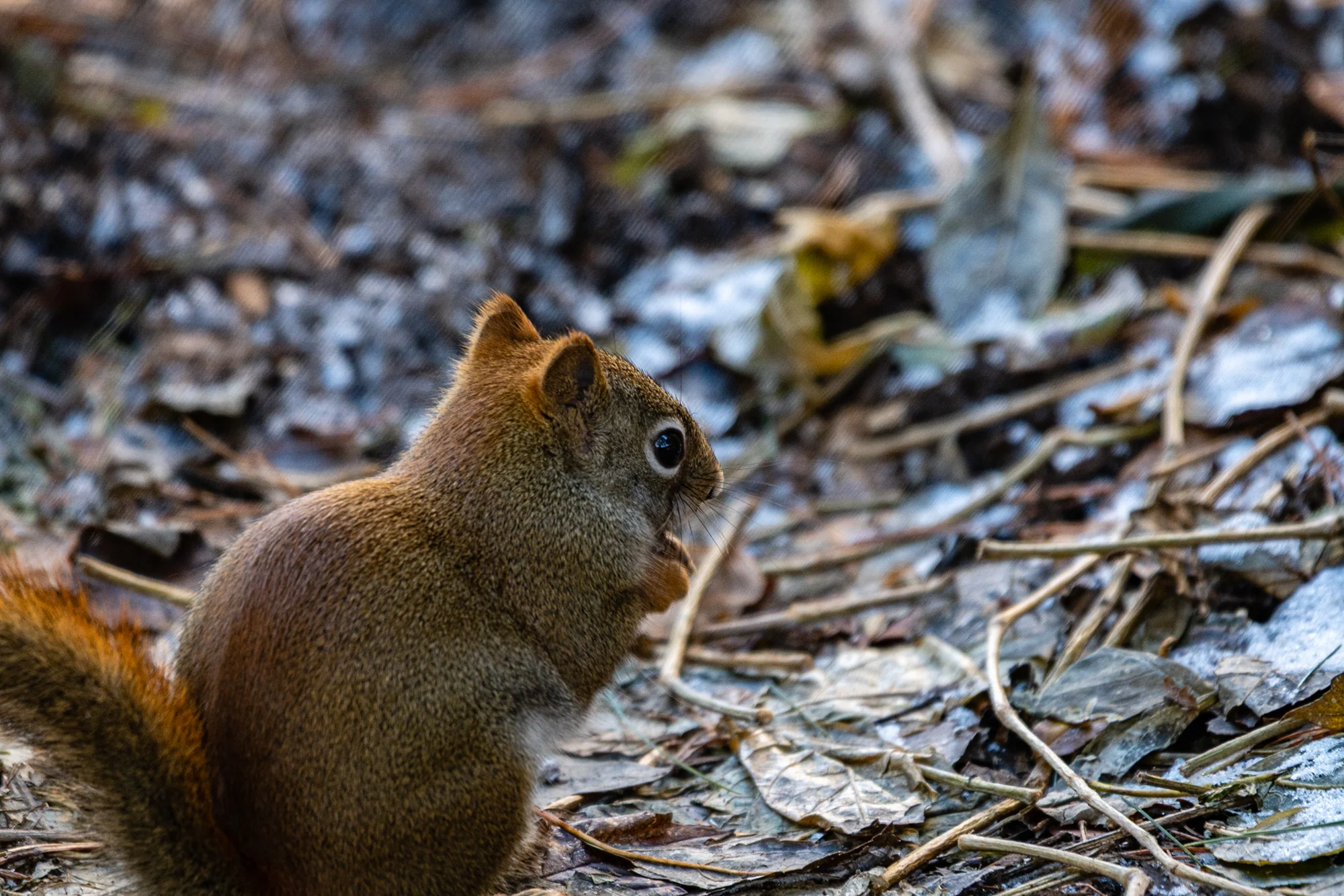Red squirrel on forest floor among autumn leaves