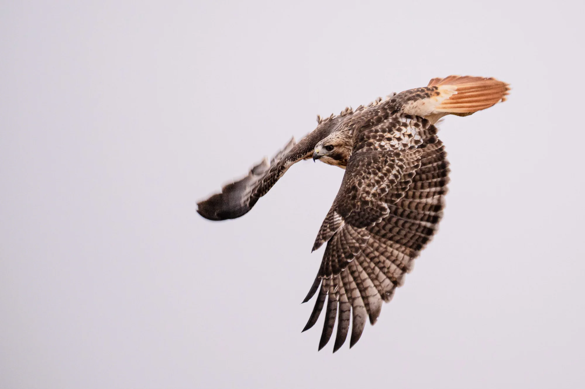 Red-tailed hawk in flight, wings fully spread against grey sky