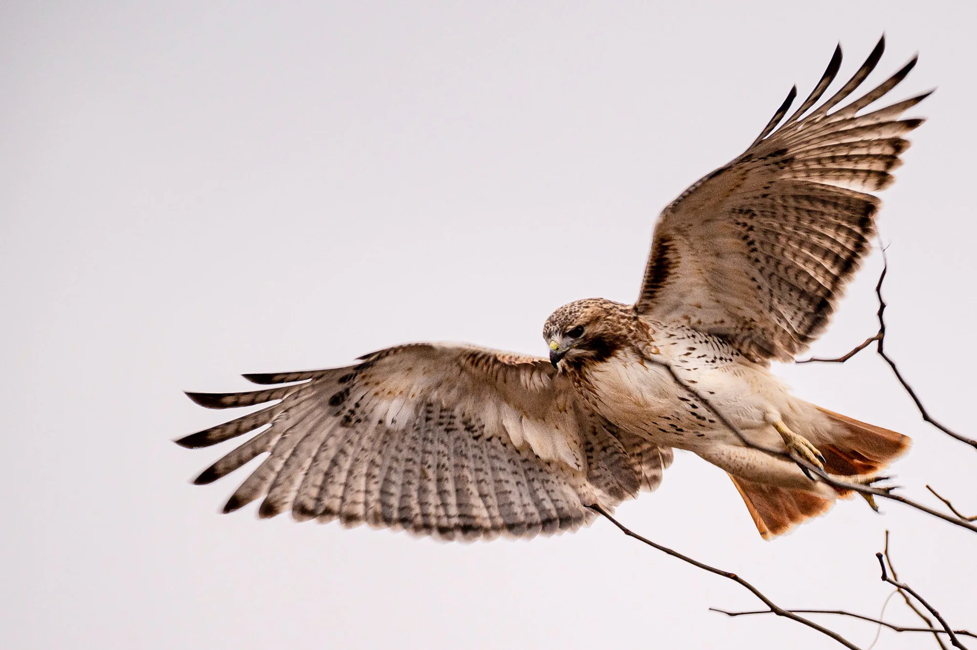 Red-tailed hawk landing on bare winter branch, wings open