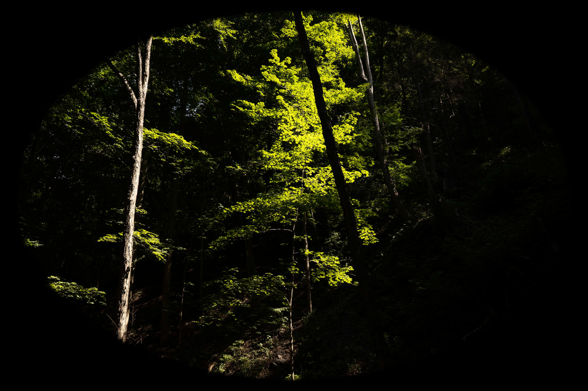 Tree in light — nature study