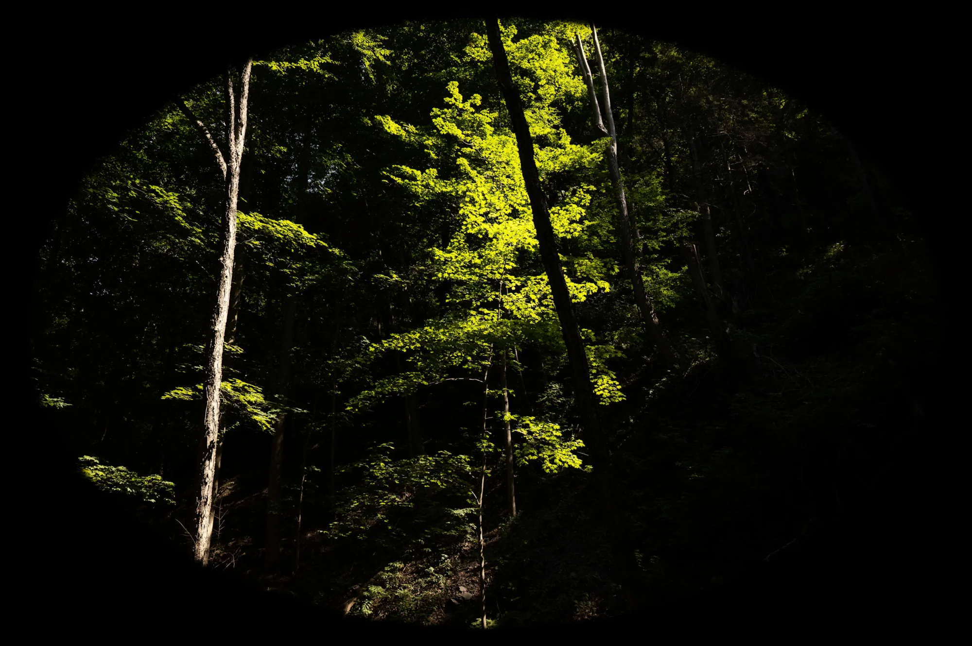 Tree in light — nature study