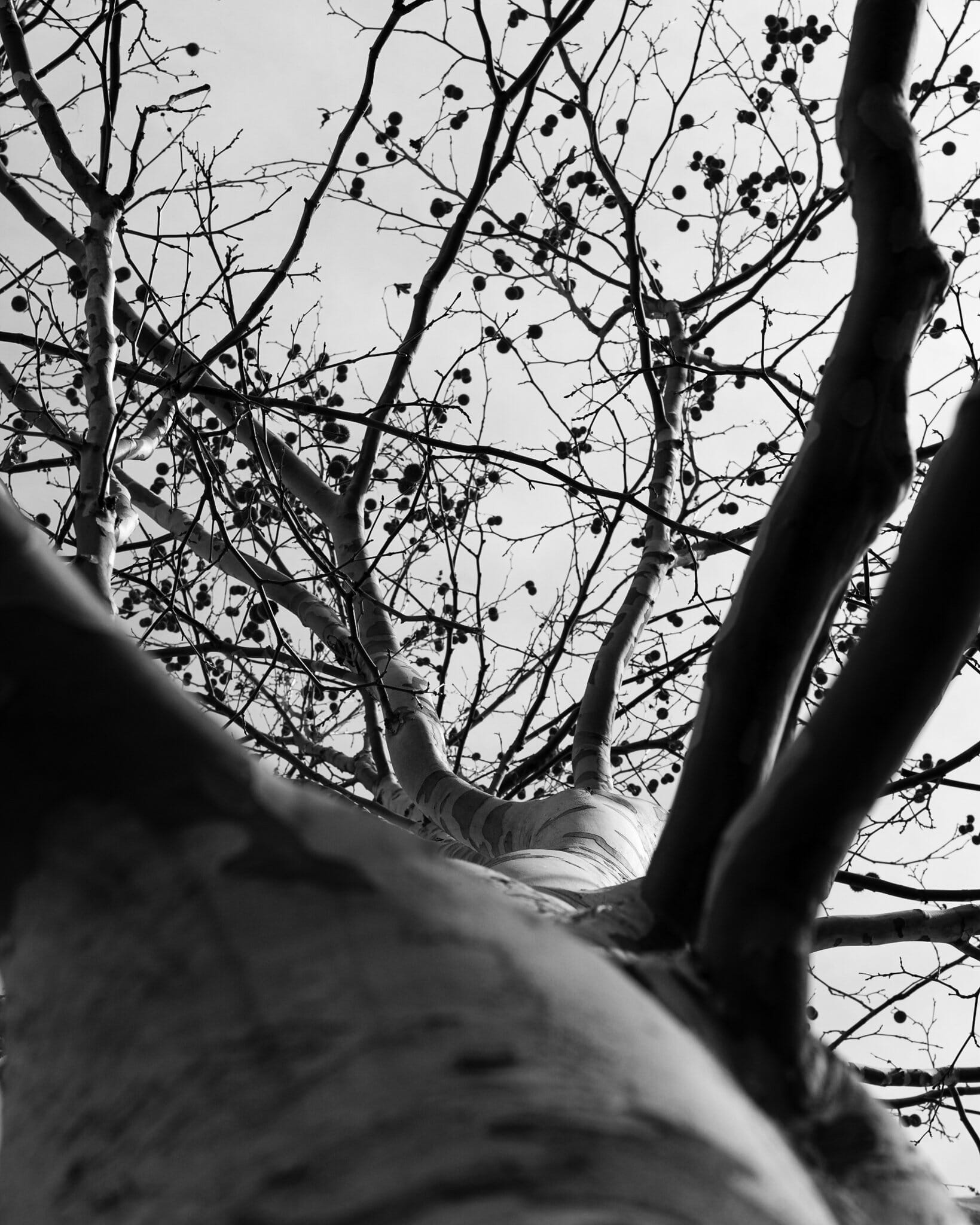 Looking up the trunk of a busy, monochrome plane tree